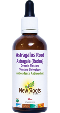 Astragalus Root